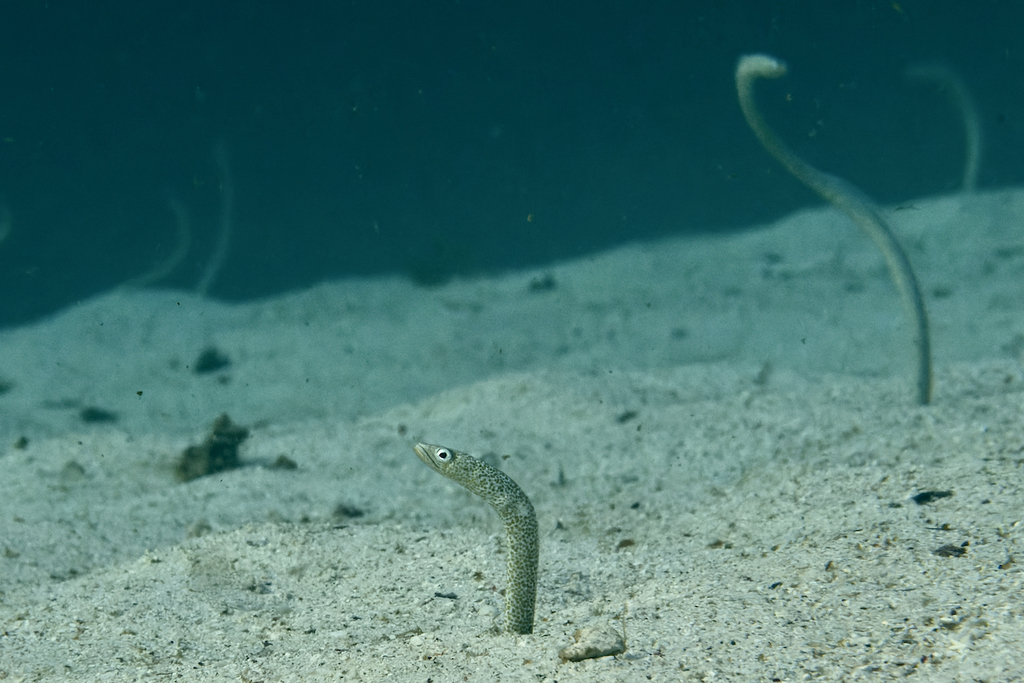 Red Sea garden eel (Gorgasia sillneri) — Congridae