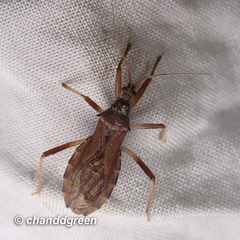 Lisarda rhypara