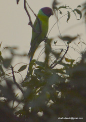 Psittacula cyanocephala