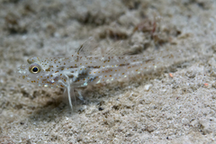 Red Sea Shoulderspot Sandgoby photo 3