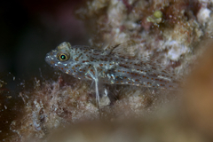 Red Sea Shoulderspot Sandgoby photo 4