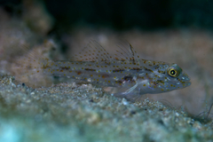 Red Sea Shoulderspot Sandgoby photo 5