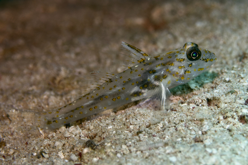 Fusigobius longispinus observed 2022-03-25