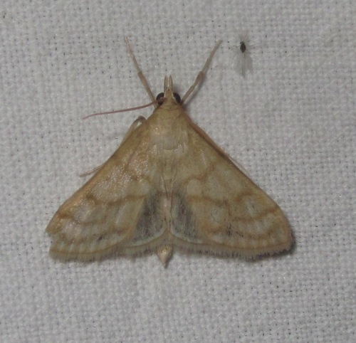Paracorsia repandalis
