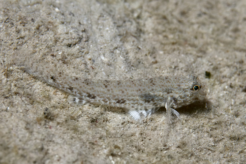 Largetooth goby (Macrodontogobius wilburi) — Gobiidae — 4