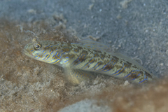 Candystick Goby photo 2