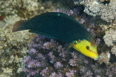Yellowbreasted Wrasse photo 4