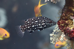 Diana's Hogfish photo 5