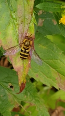 Syrphus knabi