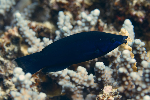 Fourline wrasse (Larabicus quadrilineatus) — Labridae — 2