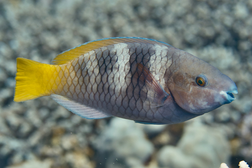 Rusty Parrotfish