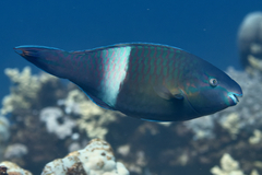 Purple-Brown Parrotfish photo 2