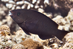Purple-Brown Parrotfish photo 4