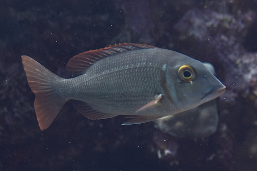 Snubnose emperor (Lethrinus borbonicus) — Lethrinidae — 5
