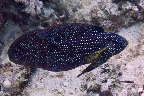 Calloplesiops altivelis (Steindachner, 1903)