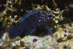 Crimsontip Longfin photo 2