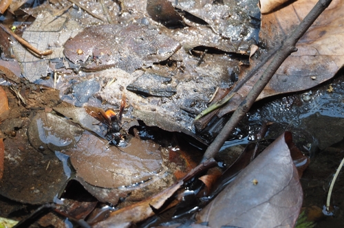 Lesser Banded Hornet