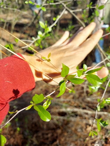 Image of Ilex ambigua by (c) Athena Philips, some rights reserved (CC BY)