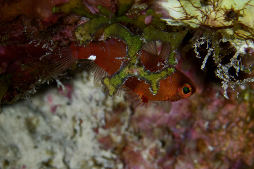 Xenanthias winniensis