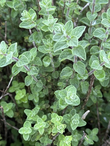 Biblical-hyssop (Origanum syriacum)