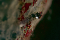 Crimson Triplefin photo 3
