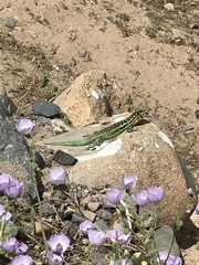 Liolaemus zapallarensis