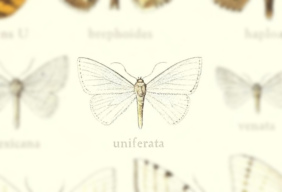 Zanclopteryx uniferata