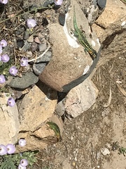 Liolaemus zapallarensis