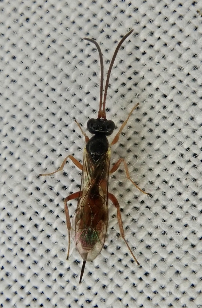 Gnotus chionops