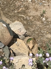 Liolaemus zapallarensis