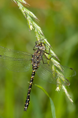Gomphaeschna furcillata