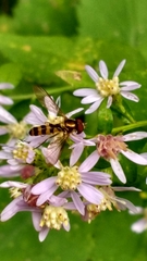 Meliscaeva cinctella image