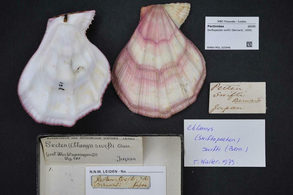 Swift's Scallop