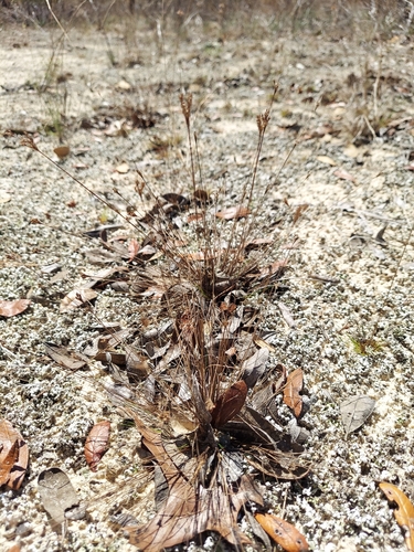 Capillary hairsedge (Bulbostylis ciliatifolia)