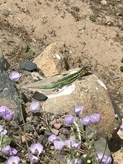 Liolaemus zapallarensis