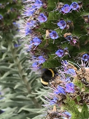 Bombus terrestris
