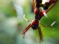 Micrathena petrunkevitchi