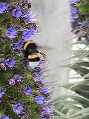 Bombus terrestris