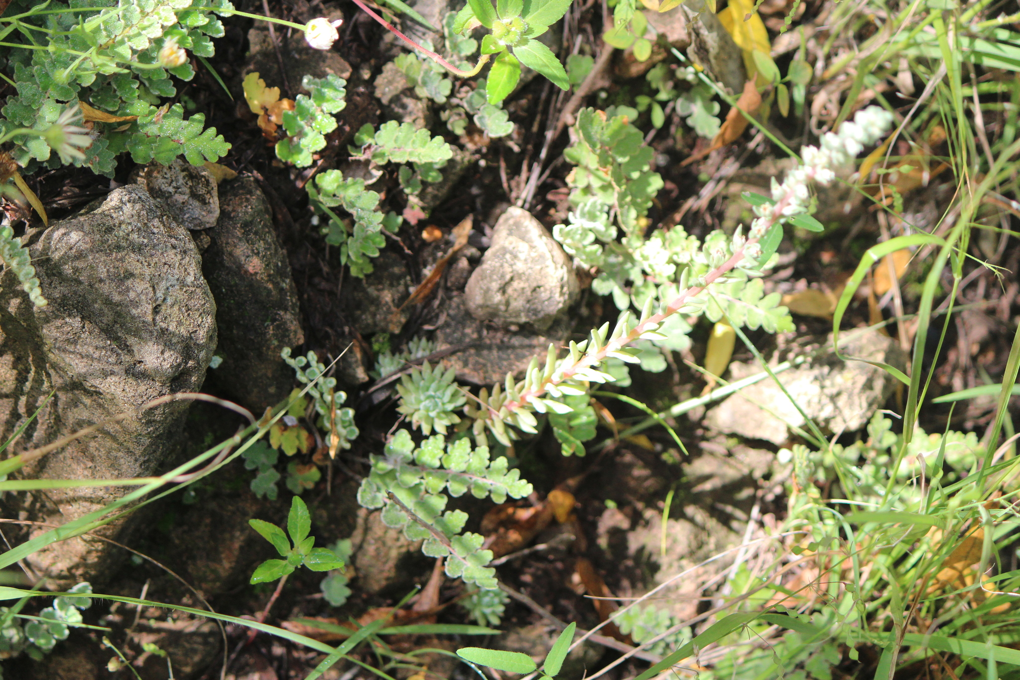 Villadia patula