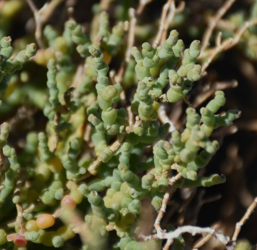 Iodinebush from Furnace Creek, CA 92328, USA on February 19, 2022 at 12 ...