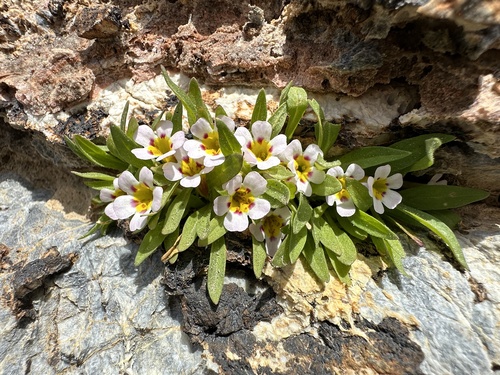 Death Valley monkeyflower (Diplacus rupicola)