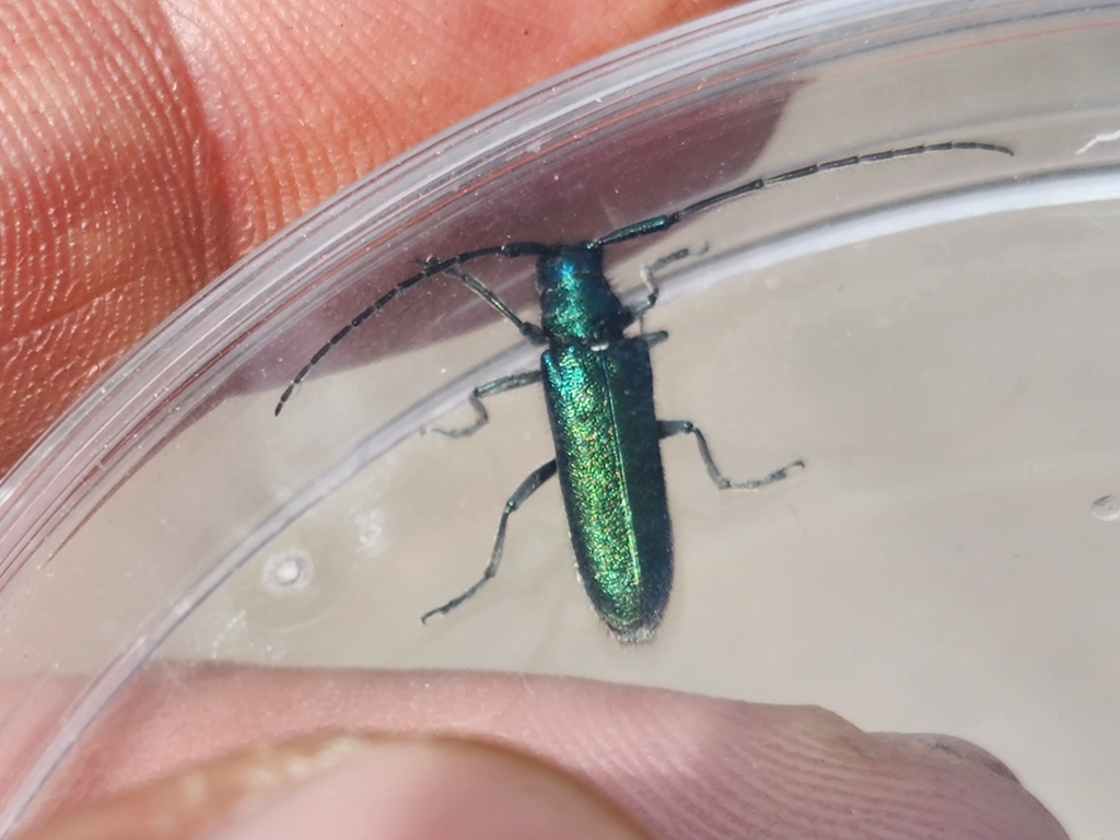 Agapanthia orbachi