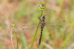 Gomphaeschna furcillata