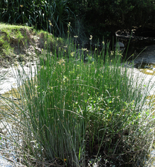 Cyperus malaccensis monophyllus