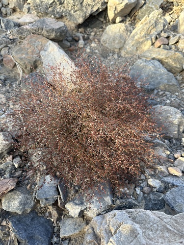 Image of Euphorbia parishii by (c) Matt Berger, some rights reserved (CC BY)