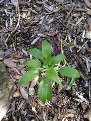 Alstroemeriaceae