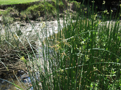 Cyperus malaccensis monophyllus