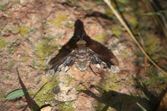 Exoprosopa pueblensis