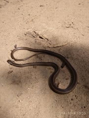 Philodryas chamissonis