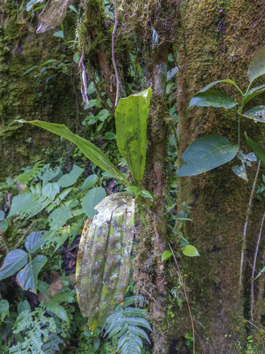 Gongora rufescens, photograph 1